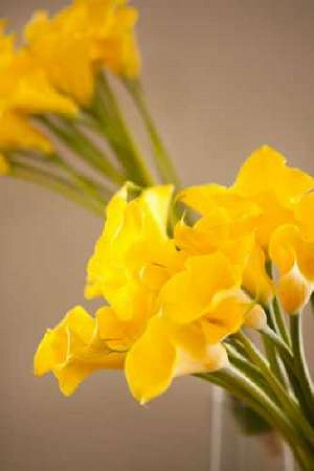 Yellow Calla Lilies Canvas Art - Karyn Millet (12 x 18)