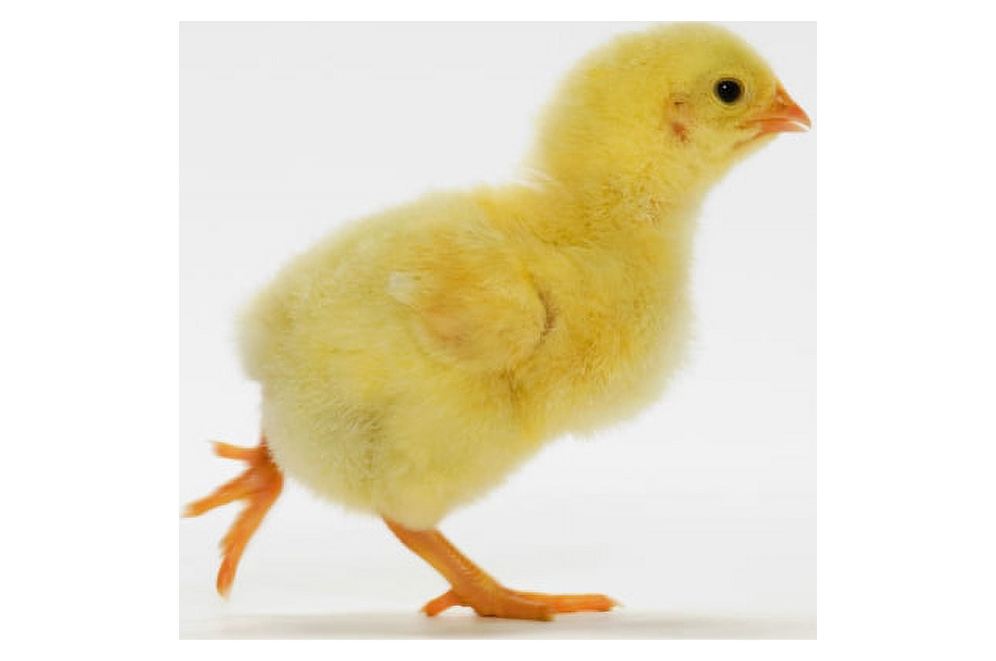 Yellow Chick Baby Chicken Canvas Art - Thomas Kitchin & Victoria Hurst Design Pics (34 x 22)