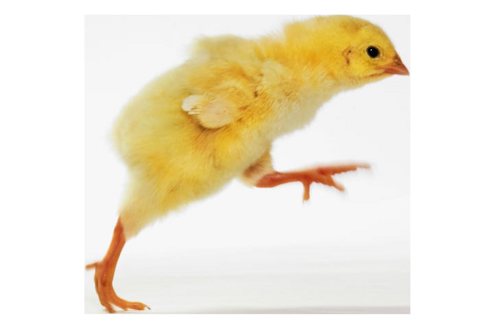 Yellow Chick Baby Chicken Canvas Art - Thomas Kitchin & Victoria Hurst Design Pics (34 x 22)