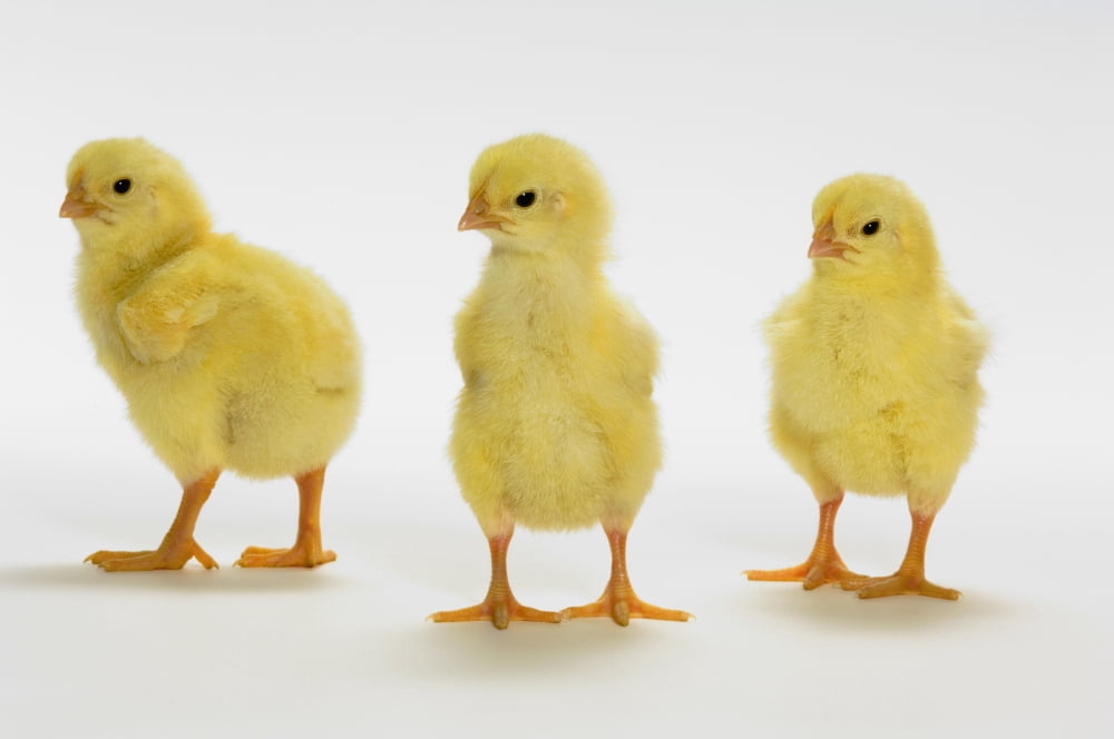 Yellow Chicks Baby Chickens Canvas Art - Thomas Kitchin & Victoria Hurst Design Pics (17 x 11)