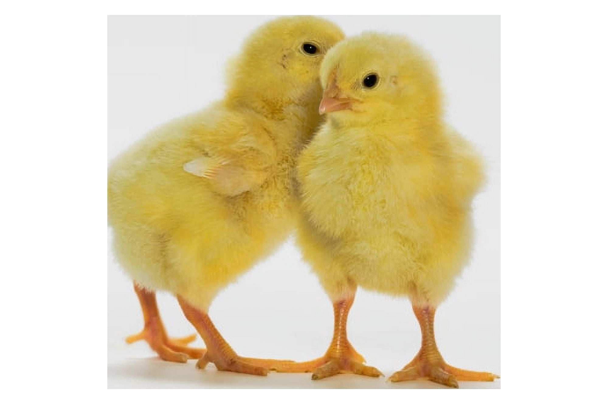 Yellow Chicks Baby Chickens Canvas Art - Thomas Kitchin & Victoria Hurst Design Pics (17 x 11)