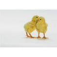 thumbnail image 1 of Yellow Chicks. Baby Chickens. Poster Print, 1 of 2