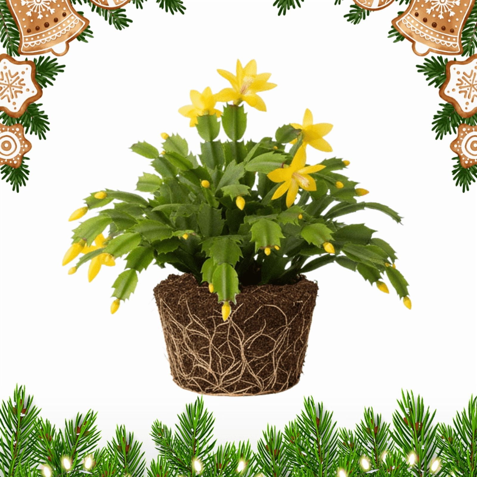 Yellow Christmas Cactus Live Plant, Thanksgiving Cactus Indoor Outdoor Houseplant in 3 Inch Pot, Easy Holiday Bloomer
