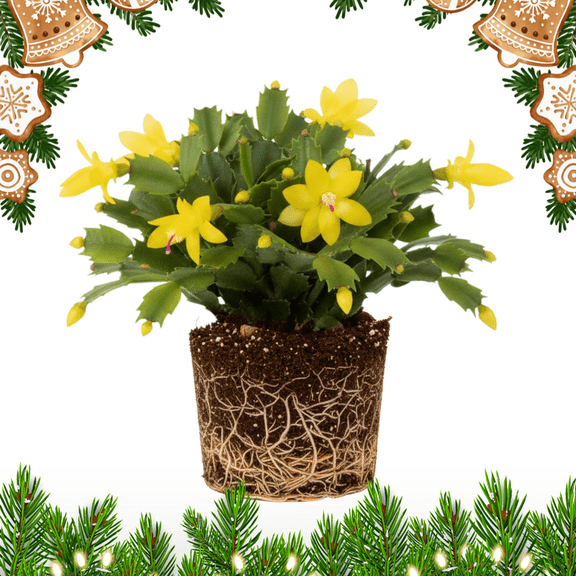 Yellow Christmas Cactus Plant Live, Thanksgiving Cactus Live for Indoor Outdoor Houseplant, 3 Inches Tall