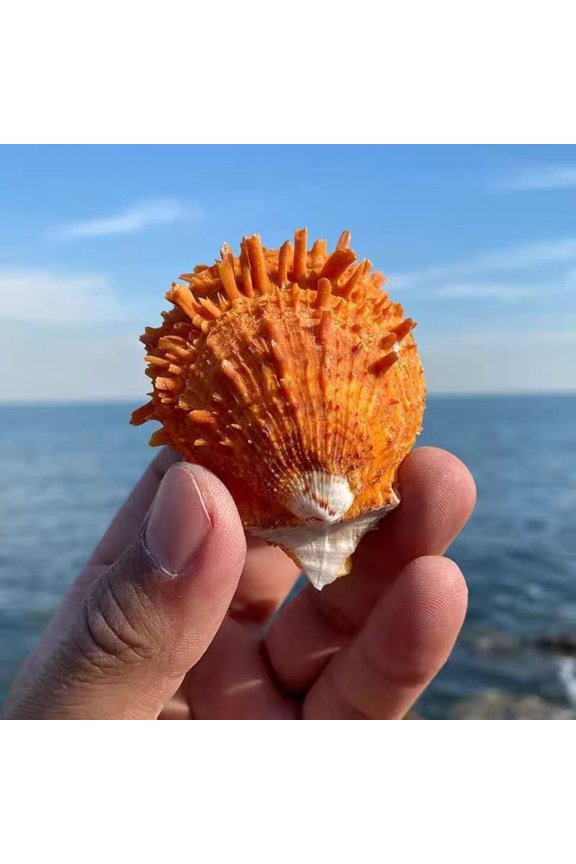 Yellow Chrysanthemum Clam Shell 6 to 7cm Sea Shell Aquarium Decoration Specimen Coastal Display Prop Home Ornament Collectible