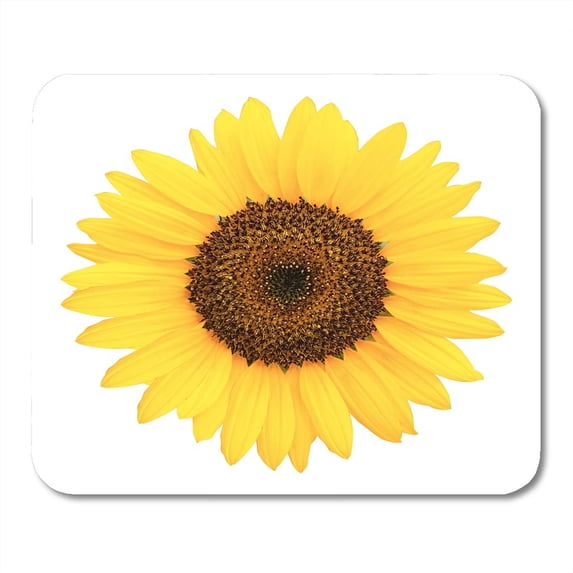 Yellow Clippingpath Sunflower Colorimage Commonsunflower Daisysunflower Mousepad Mouse Pad Mouse Mat 9x10 inch
