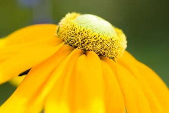 Yellow Cone Flower I Canvas Art - Beth Wold (24 x 36)
