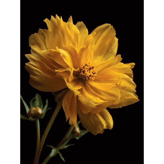 Yellow Cosmos Flower Canvas Print, Suitable for Living Room Bedroom Office Dining Room Kitchen Hallway Decor