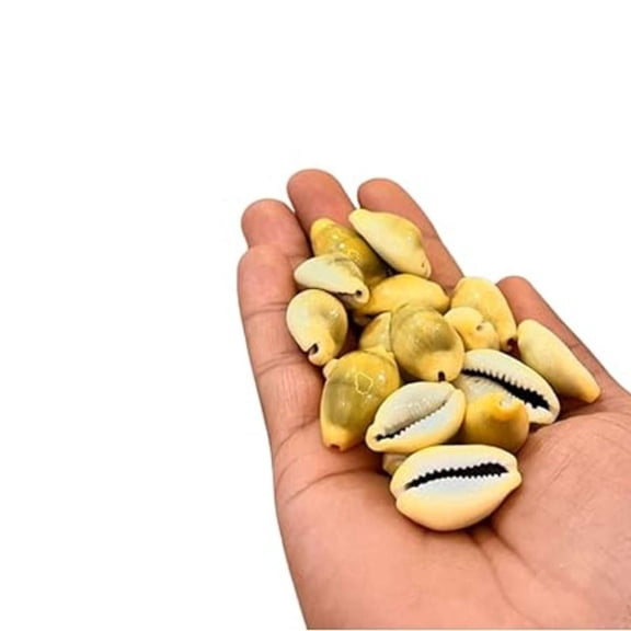 Yellow Cowrie Shells (Haldi Kowdi) | Natural Cowrie Shells for Lakshmi Pooja, Diwali Rituals & Vastu | Auspicious Pooja & Decorative