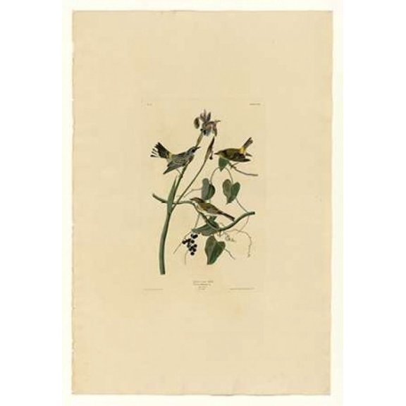 Yellow Cream Warbler Poster Print by John James Audubon