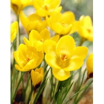 Yellow Crocus Bulbs for Planting - Beautiful Yellow Spring Blooms Usher in The Prosperous Season to Come (10 Bulbs)