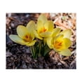 thumbnail image 1 of Yellow Crocus on a Warm Spring Day - Pennsylvania Photography Flowers Floral Nature Garden Botanical Unframed Wall Art Print 20 x 30 inches, 1 of 12