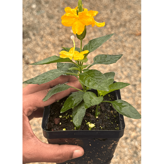 Yellow Crossandra Plant, Small Pot, One Count