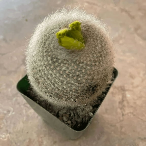 Yellow Crown Cactus, Notocactus Graessneri Albisetus, Blooming Cactus, Live Plant in 4" pot