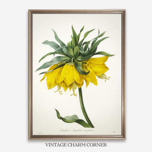 Yellow Crown Imperial Botanical Print, Unframed Paper Poster 8x10in