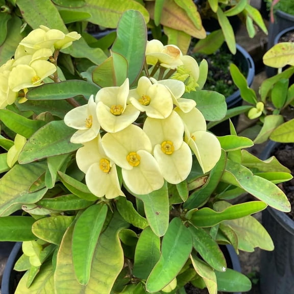 Yellow Crown Of Thorns Plant Live, Euphorbia Milii Plant Live Potted 4 Inc, Cactus Plants Live Houseplants
