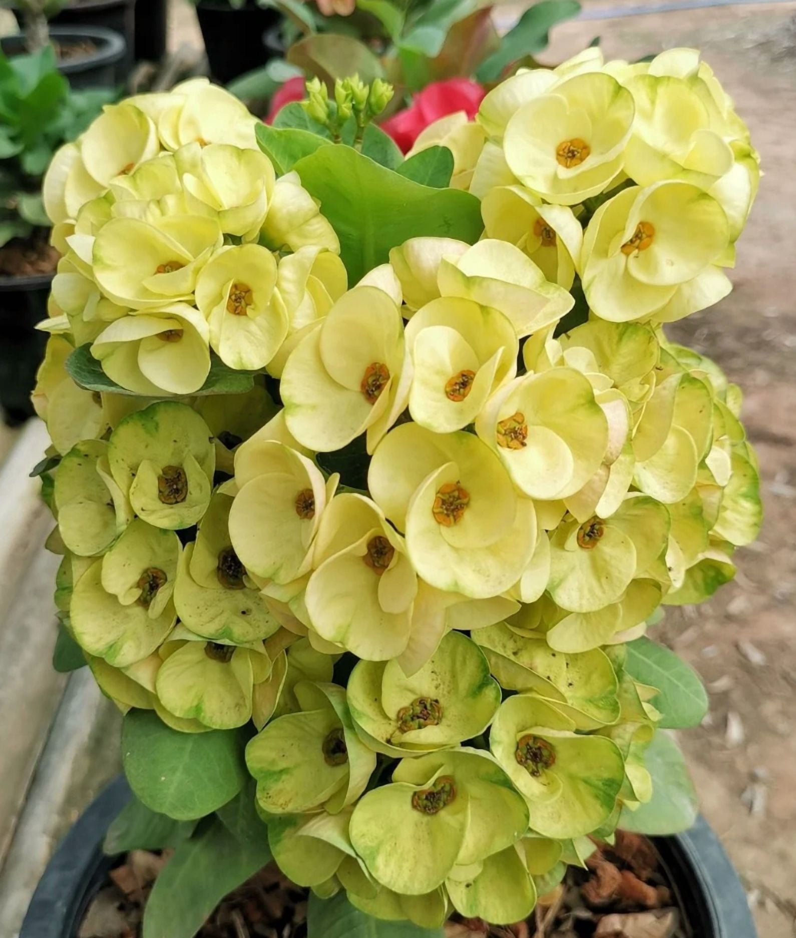 Yellow Crown of Thorns Plant, Euphorbia Crown of Thorns Plant, Live Cactus Plant 4 Inches Pot, Cactus Plant Indoor