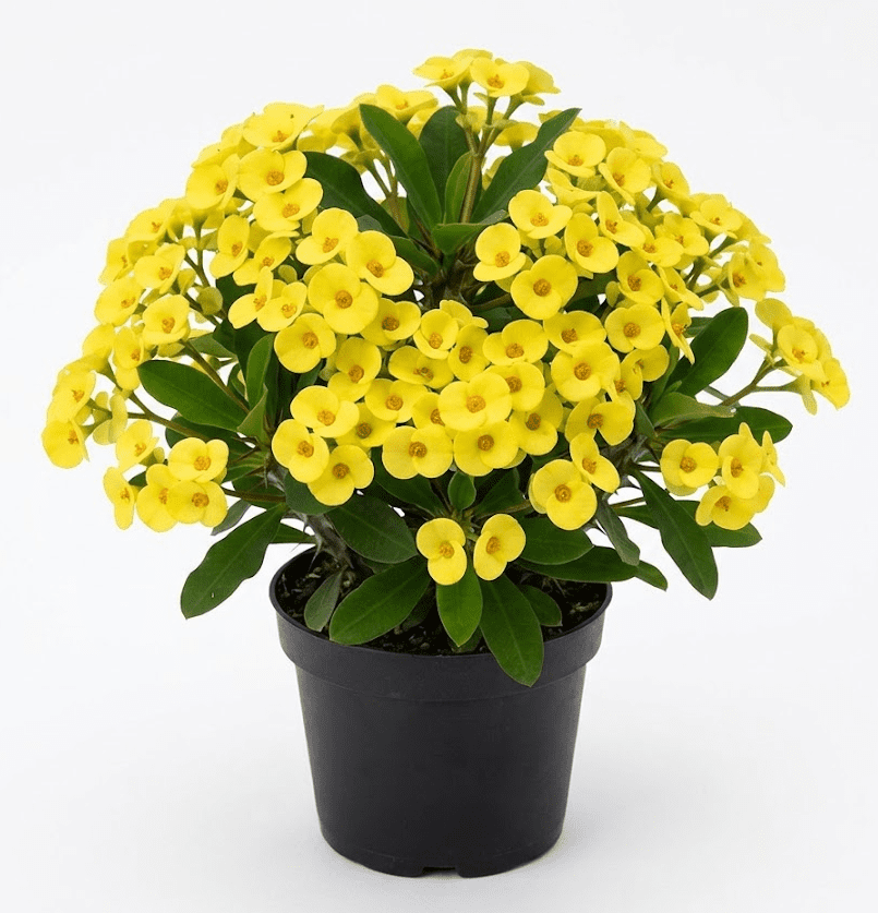Yellow Crown of Thorns Plant Live for Planting, Yellow Euphorbia Milii Plant Perennial Succulent for Indoor Outdoor in 4 Inch Pot
