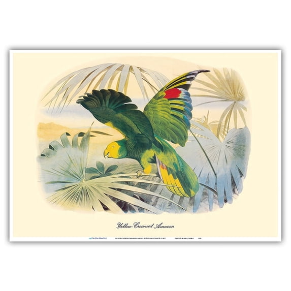 Yellow-Crowned Amazon Parrot (Amazona ochrocephala) - Vintage Bird Illustration by Édouard Traviès c.1857 - Master Art Print 10in x 14in