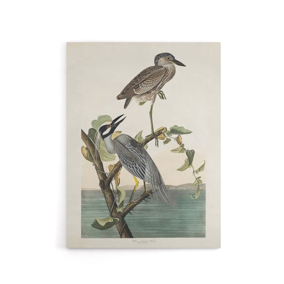 Yellow Crowned Heron Audubon Nature Canvas Wall Art 24X32"