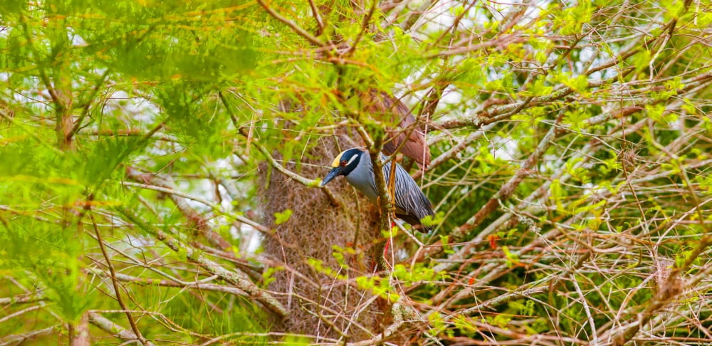 Yellow-Crowned Night Heron (Nyctanassa violacea) on a tree Boynton Beach Florida USA Canvas Art - Panoramic Images (19 x 9)