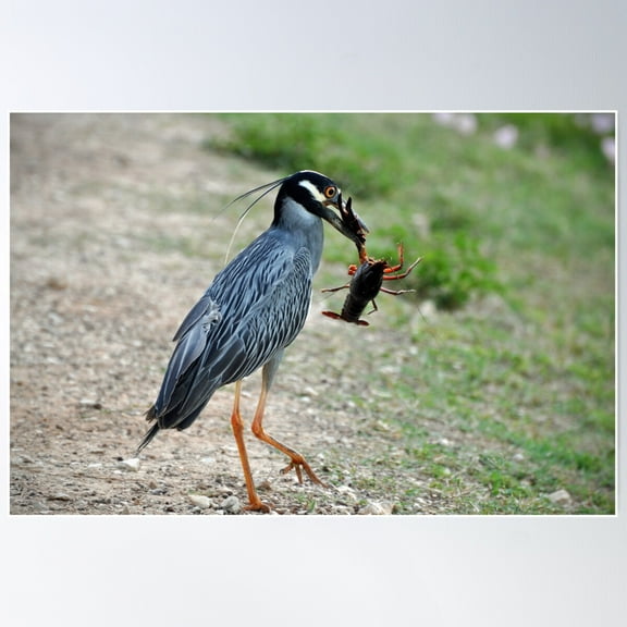 Yellow-Crowned Night Heron With Crawfish Poster Wall Art, Modern Wall Decor For Living Room Bedroom, 12x18 UNFRAMED