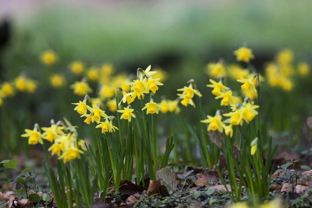 Yellow Daffodils Growing In A Flower Bed Northumberland England Canvas Art - John Short Design Pics (38 x 24)