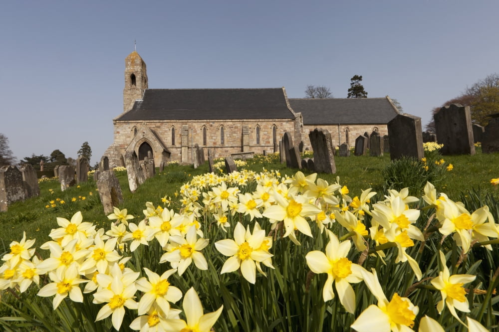 Yellow Daffodils In A Cemetery Beside A Church Ford Northumberland England Canvas Art - John Short Design Pics (38 x 24)
