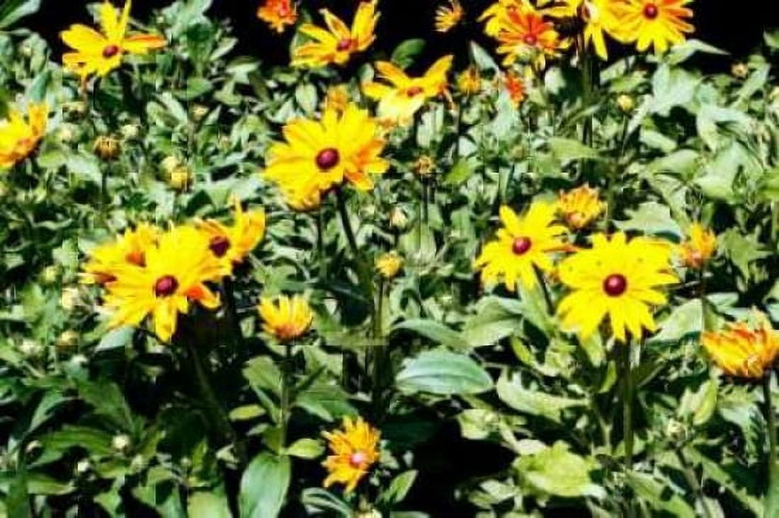 Yellow Daisies I Canvas Art - Alan Hausenflock (20 x 28)