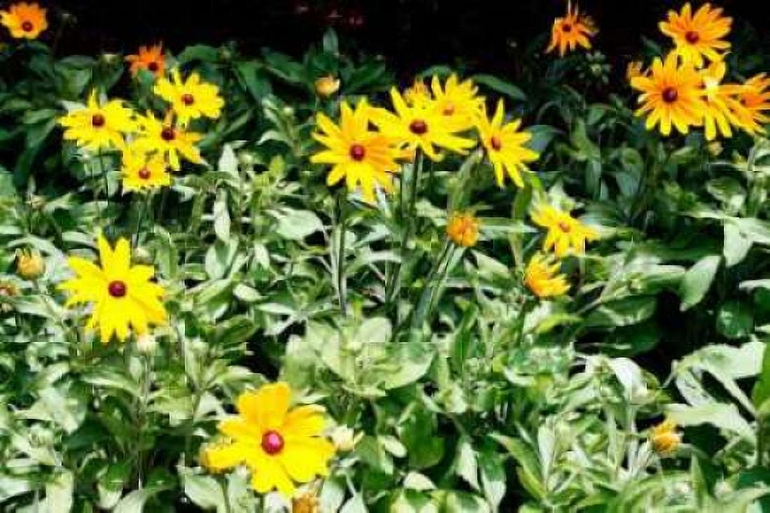 Yellow Daisies II Canvas Art - Alan Hausenflock (20 x 28)