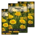 thumbnail image 1 of Yellow Daisy Seeds - Non GMO Heirloom Varieties for your Flower Garden - 3 Pack, 1 of 5