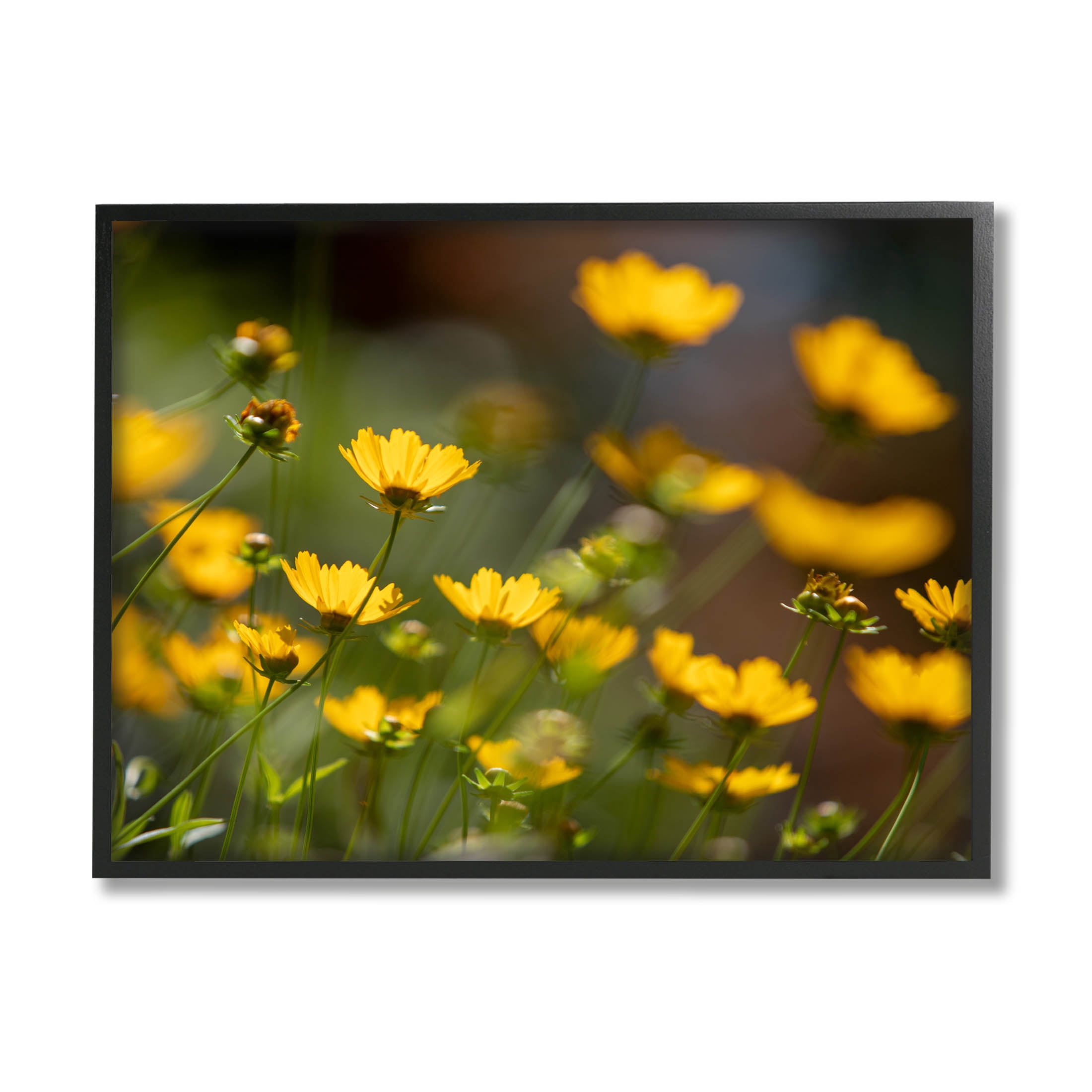 Yellow Daisy Wildflower Field Botanical & Floral Photograph Black Framed Art Print Wall Art
