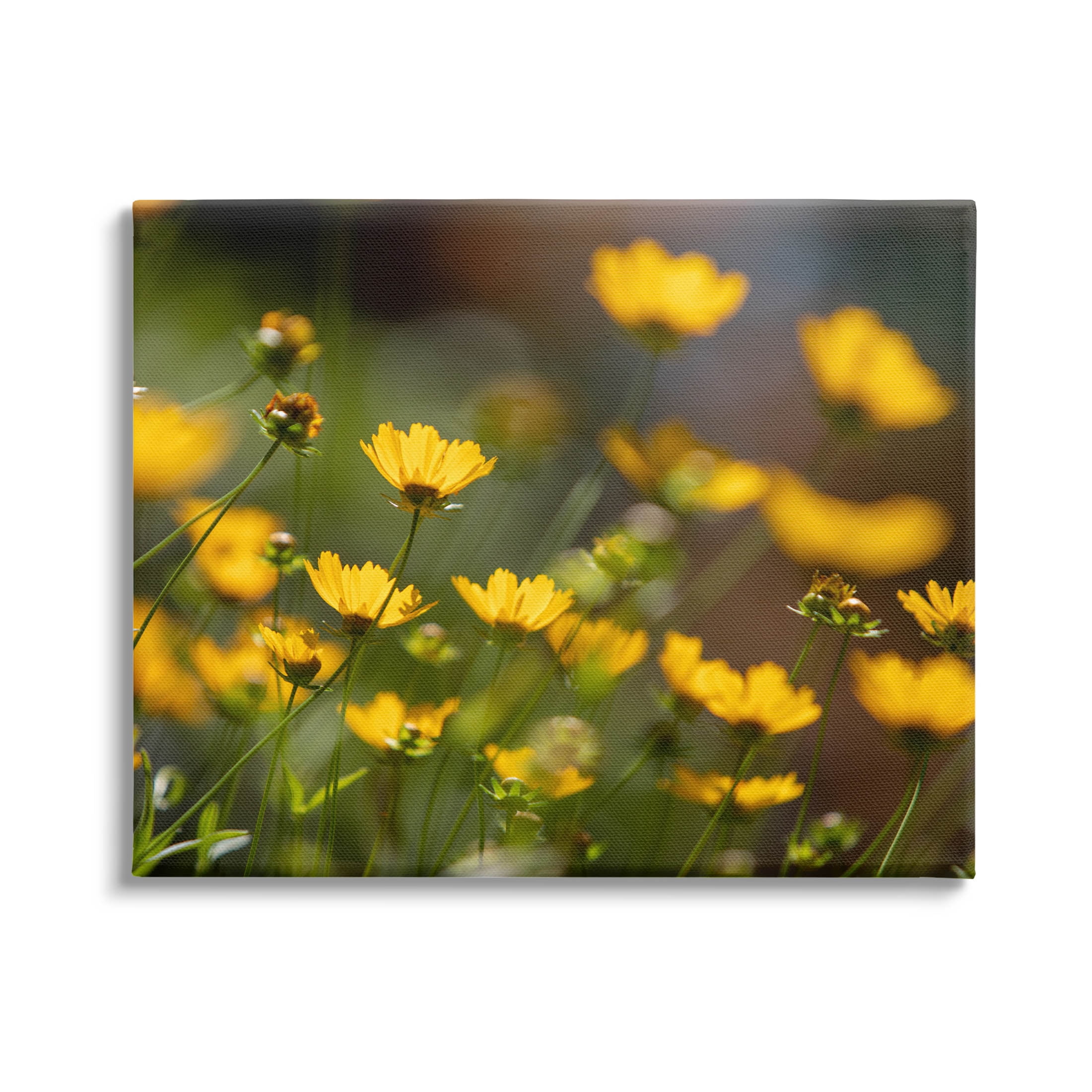 Yellow Daisy Wildflower Field Botanical & Floral Photograph Gallery Wrapped Canvas Print Wall Art