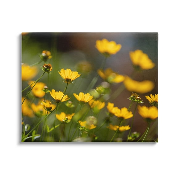Yellow Daisy Wildflower Field Botanical & Floral Photograph Gallery Wrapped Canvas Print Wall Art