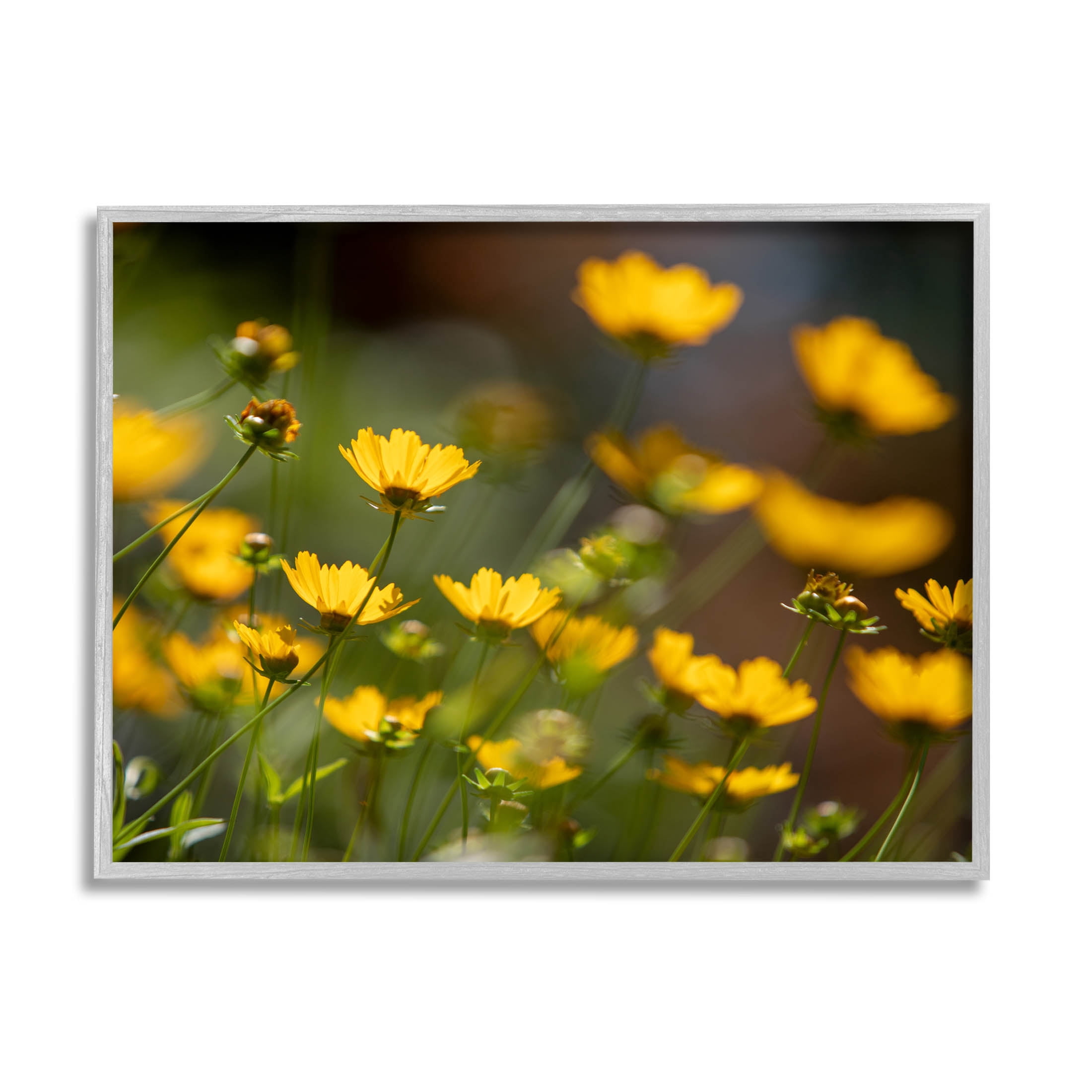 Yellow Daisy Wildflower Field Botanical & Floral Photograph Gray Framed Art Print Wall Art