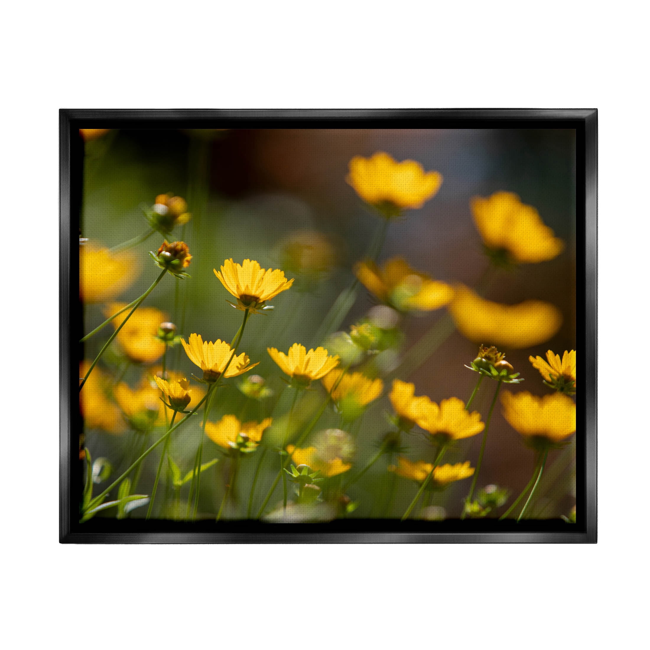 Yellow Daisy Wildflower Field Botanical & Floral Photograph Jet Black Framed Art Print Wall Art