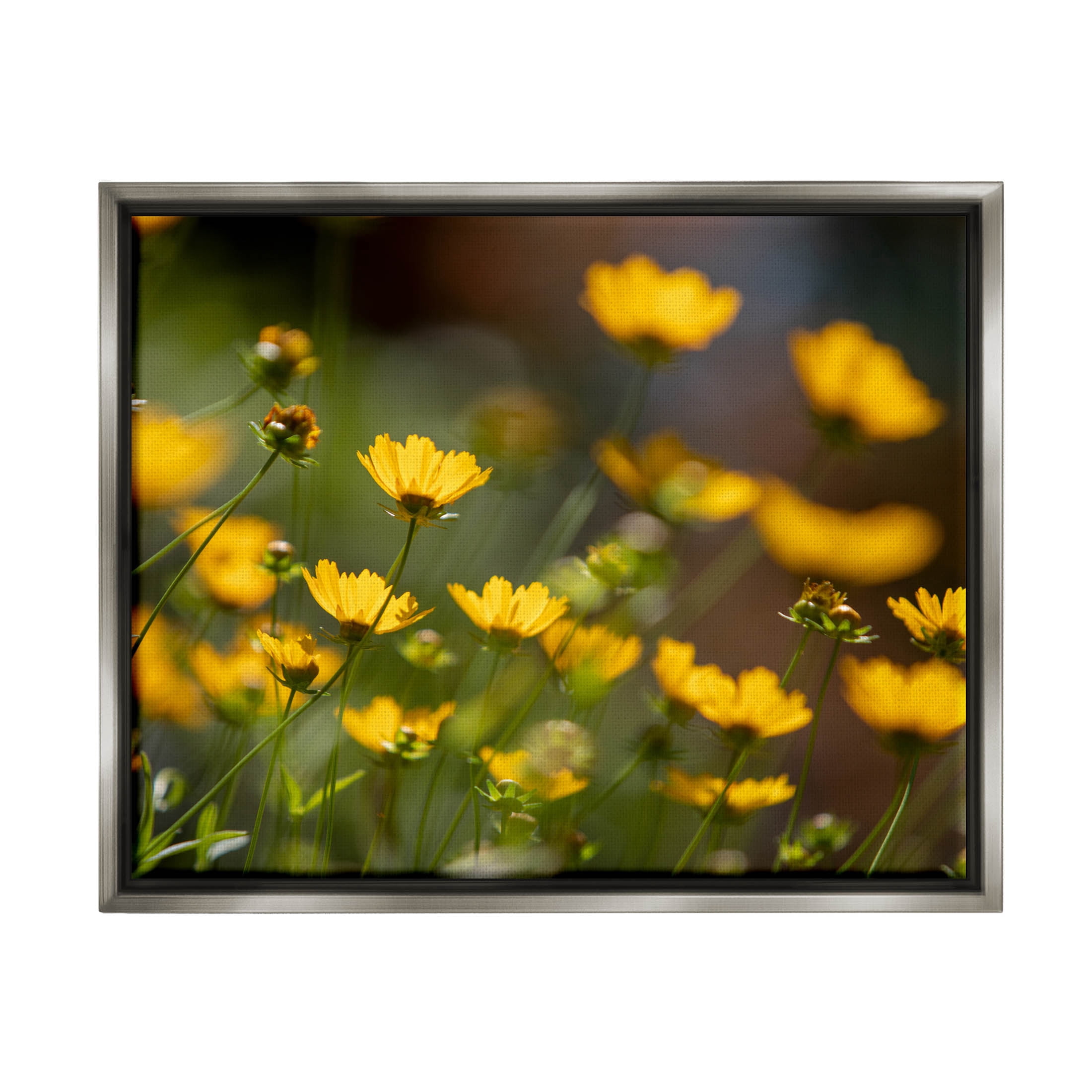 Yellow Daisy Wildflower Field Botanical & Floral Photograph Luster Gray Framed Art Print Wall Art