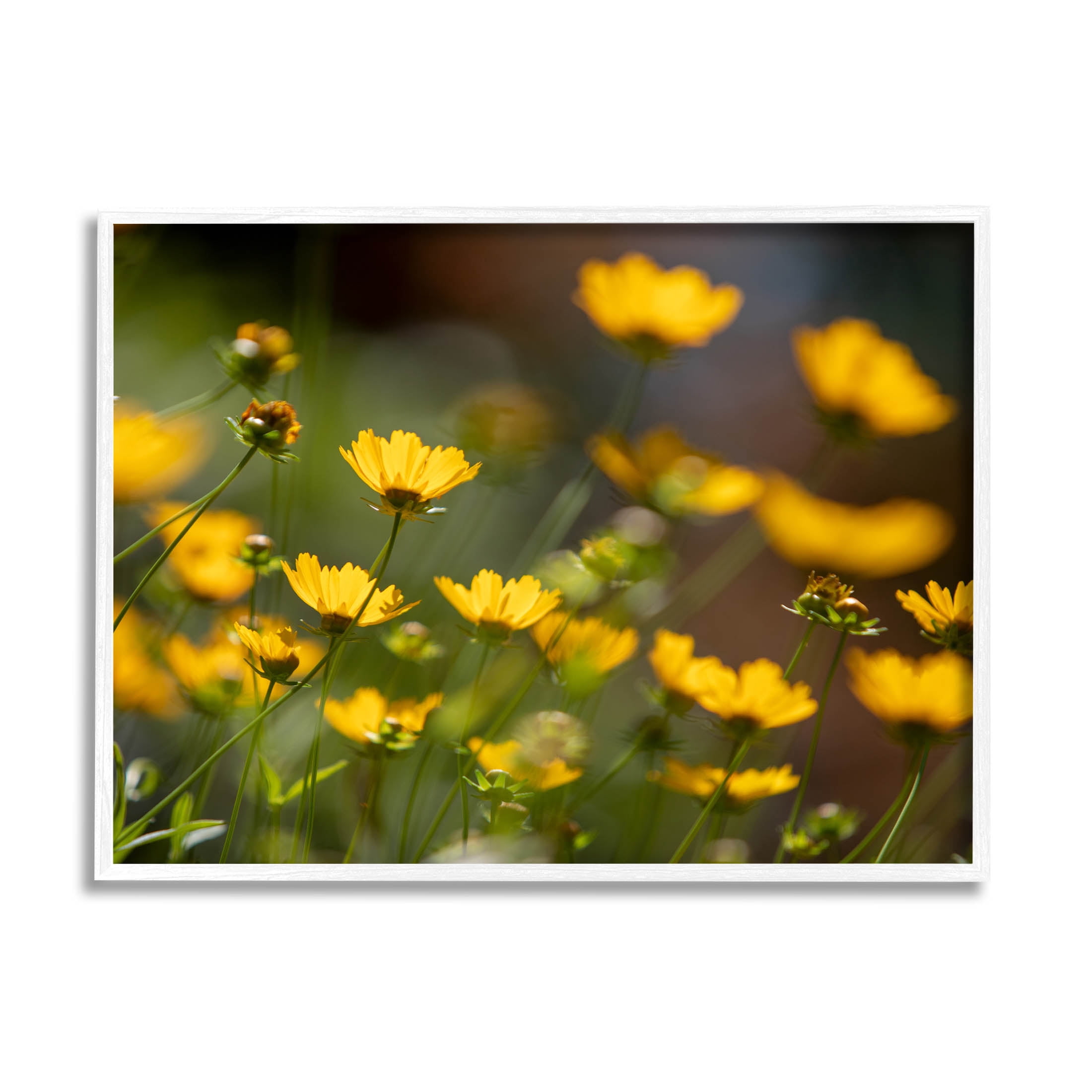 Yellow Daisy Wildflower Field Botanical & Floral Photograph White Framed Art Print Wall Art