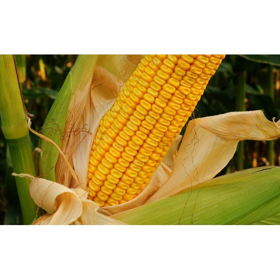 Yellow Dent Corn Seeds - 100 Seeds to Grow - Made in USA