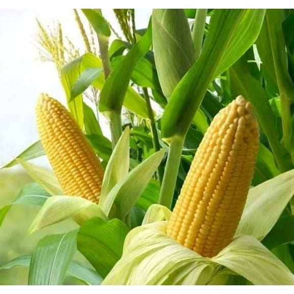 Yellow Dent Corn Seeds for Planting - Treated Seeds - Excellent Hybrid for Big Yields (2 Pounds)