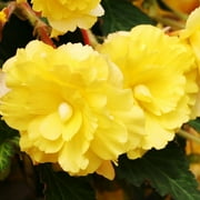 Yellow Double Begonia Flower Bulbs - 3 Tubers per Pack - Deer Resistant - Grows Well In Containers - Easy to Grow Live Plants - Outdoor Garden - Part to Full Shade