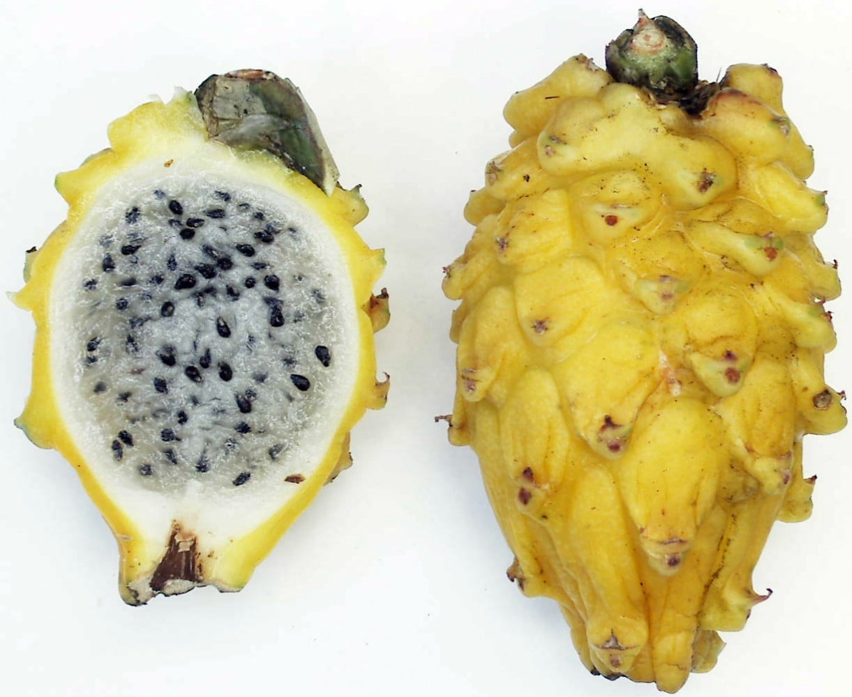 Yellow Dragon Fruit - 2ct