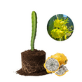 thumbnail image 1 of Yellow Dragon Fruit Plant, Dragon Fruit Plant Live, 3 to 6 Inches Tall, Sweet Edible Fruit, Climbing Dragonfruit Cactus Plants for Outdoor Gardening, 1 of 5
