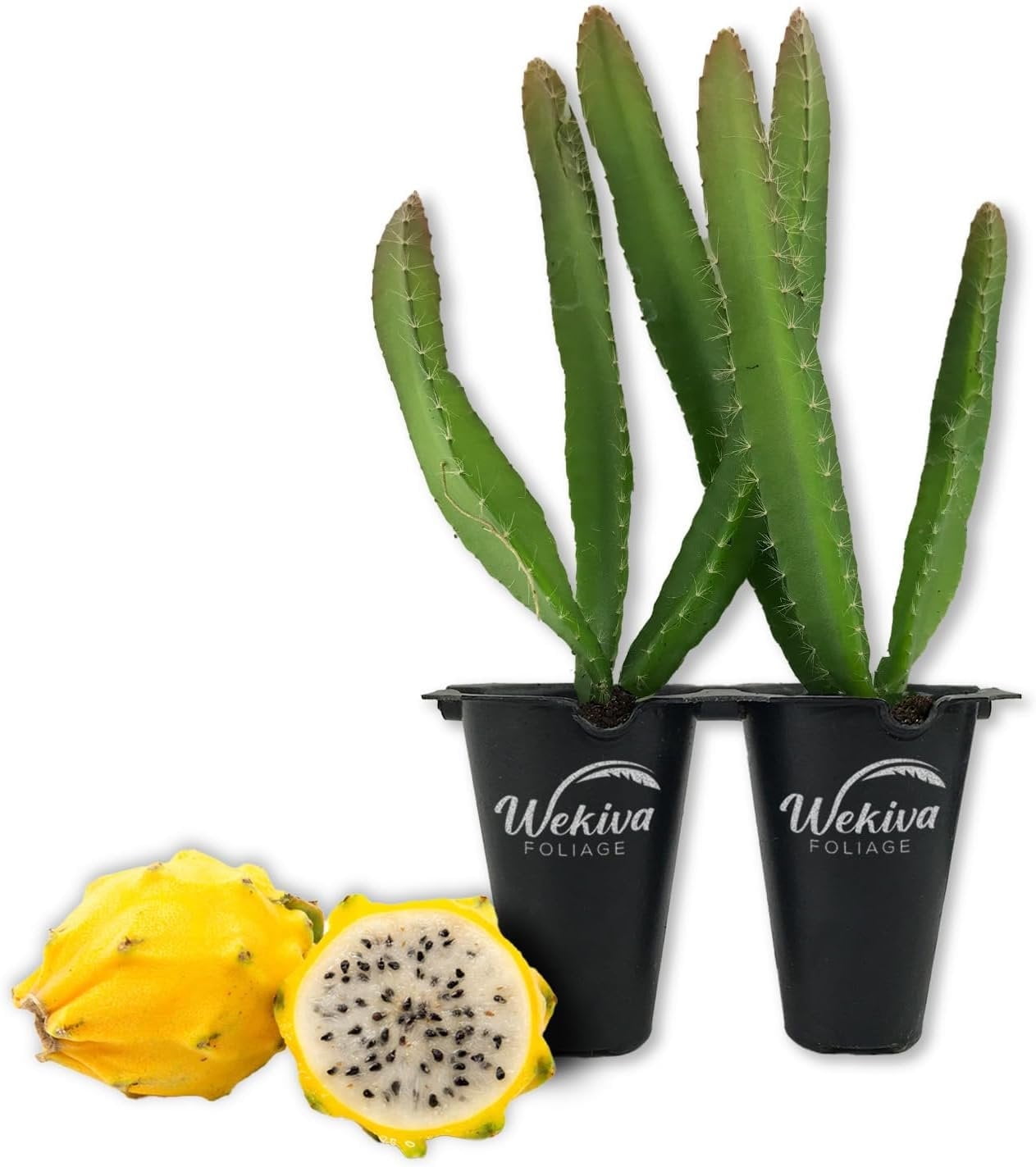 Yellow Dragon Fruit Tree - 2 Live Tissue Culture Starter Plants - Selenicereus Megalanthus - Edible Tropical Fruit Plant from Florida