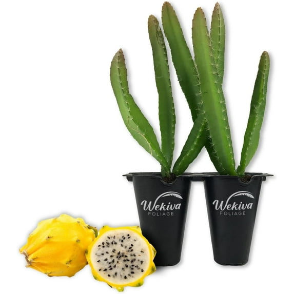 Yellow Dragon Fruit Tree - 2 Live Tissue Culture Starter Plants - Selenicereus Megalanthus - Edible Tropical Fruit Plant from Florida