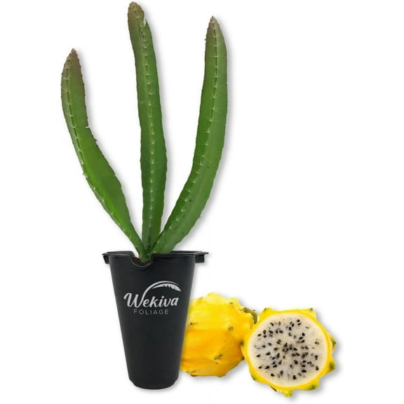 Yellow Dragon Fruit Tree - Live Tissue Culture Starter Plant - Selenicereus Megalanthus - Edible Tropical Fruit Plant from Florida