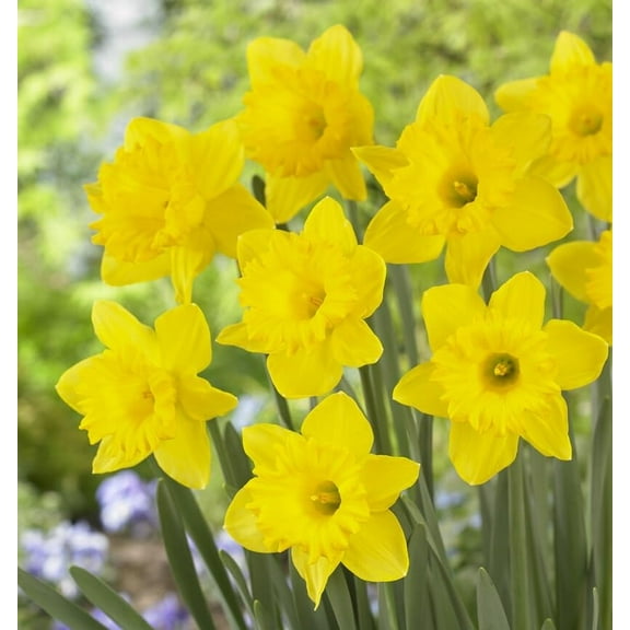 Yellow Dutch Master Daffodil Bulbs for Planting - Fresh Blooming Flowers, Easy to Grow Perennials (10 Bulbs)