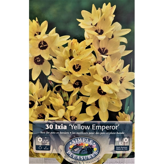 Yellow Emperor African Corn Lily 30 Bulbs - Ixia - 5/+ cm Bulbs