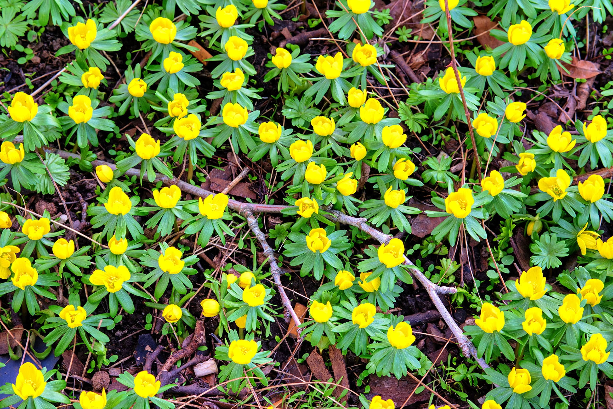 Yellow Eranthis Flower Bulbs for Planting Early Spring Blooms Ships