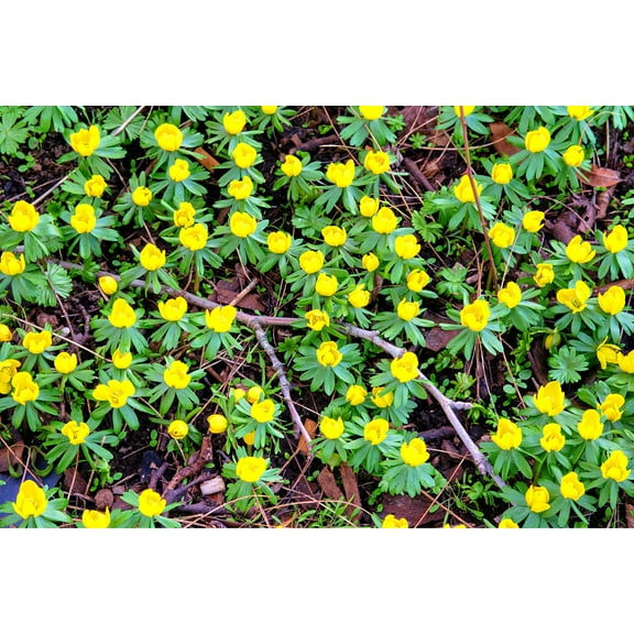 Yellow Eranthis Flower Bulbs for Planting - Early Spring Blooms - Ships from Iowa, USA (50 Bulbs)